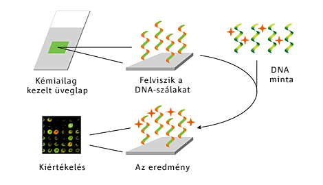 IBD chip