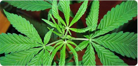 Cannabis