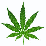 Cannabis